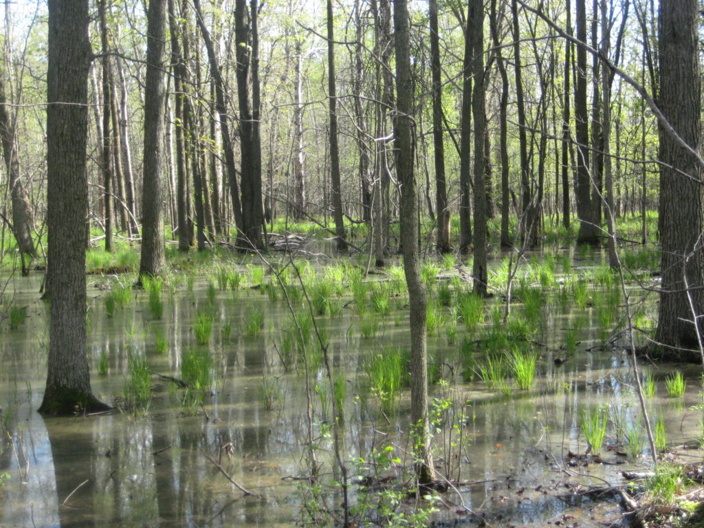 Does Your Project Impact Wetlands? What WDNR Permits Do You Need? - raSmith